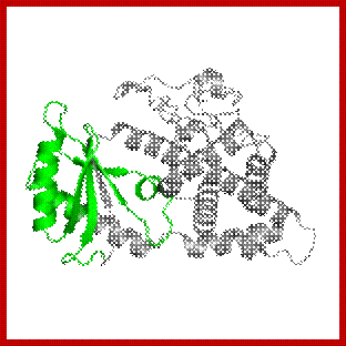 1 copy of Pfam domain PF01909 (Nucleotidyltransferase domain) in Poly(A) RNA polymerase protein cid1 in PDB 4fhp.