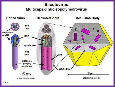 Diagram of a Nucleopolyhedrovirus