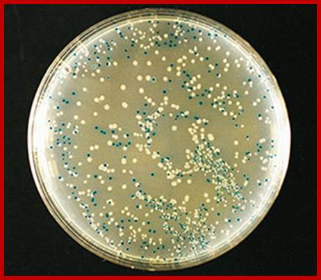 Blue-white color selection of recombinant bacteria using X-gal