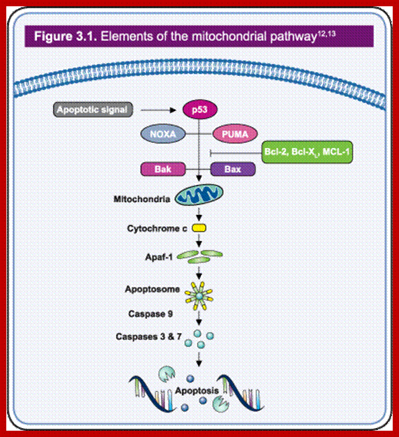 Figure 3.1 - Elements of the mitochondrial pathway