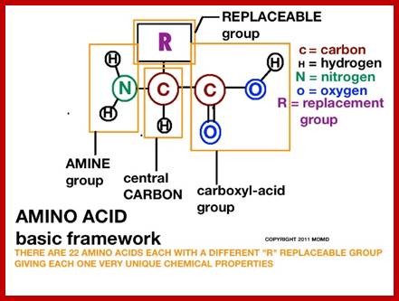 amino-acid-basic