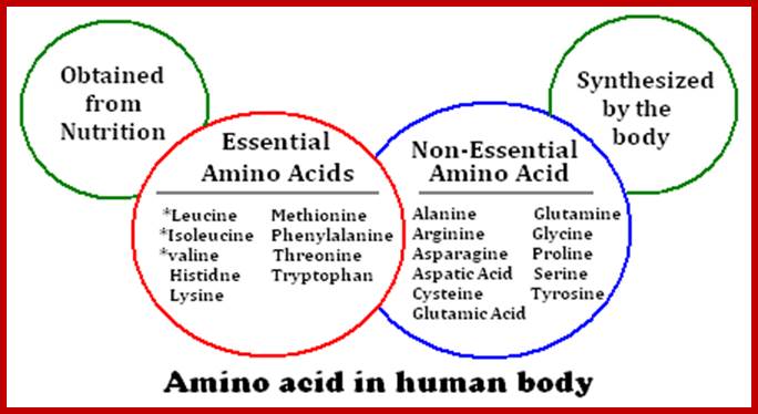 functions-of-amino-acids