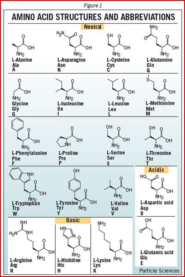amino-acid-structures-and-abbreviations