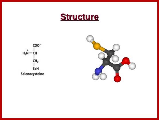 aminiacid-selenocysteine-and-pyrrolysine-5-638