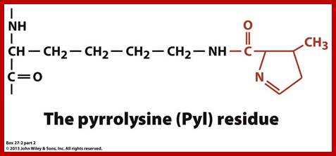 Image result for selenocysteine and pyrrolysine