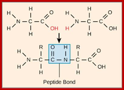 Image result for peptide bond formation