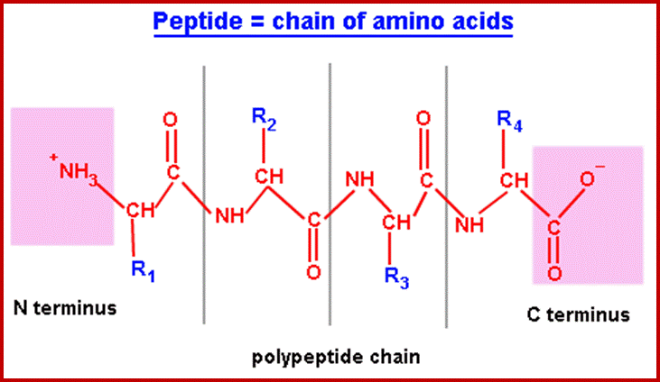 polypeptide-chain