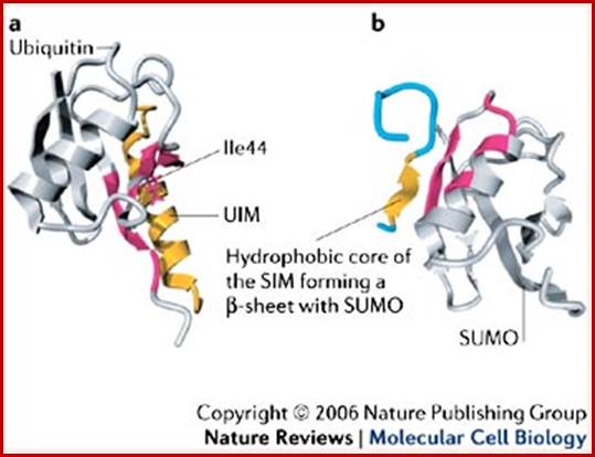 Reading protein modifications with interaction domains