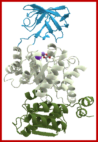 Description: https://upload.wikimedia.org/wikipedia/commons/thumb/7/7a/Pyruvate_kinase_protein_domains.png/250px-Pyruvate_kinase_protein_domains.png