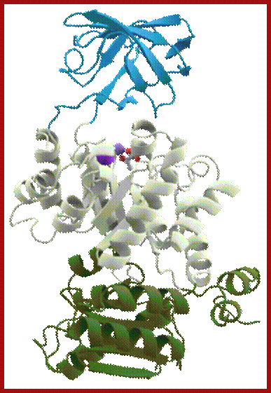 250px-Pyruvate_kinase_protein_domains