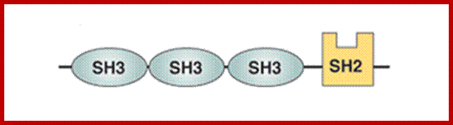 Figure 5. Domain composition of Nck. Nck contains three SH3 domains plus another domain known as SH2 (SRC homology 2). Both SH3 and SH2 domains are usually found in proteins that interact with other proteins and mediate assembly of protein complexes. SH3 domains typically bind to proline-rich peptides in their respective binding partners, while SH2 domains interact with phosphotyrosine-containing target peptides.