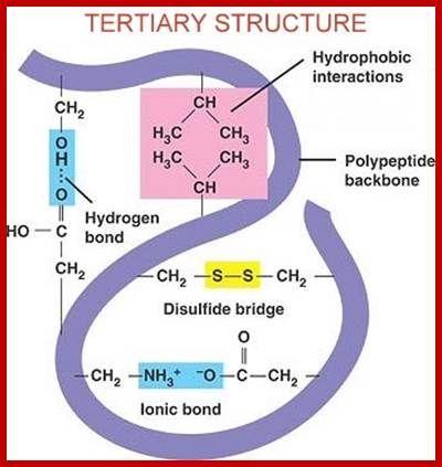 tertiary_structure