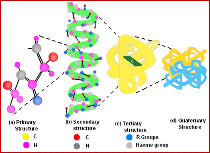 quaternary-structure-of-protein