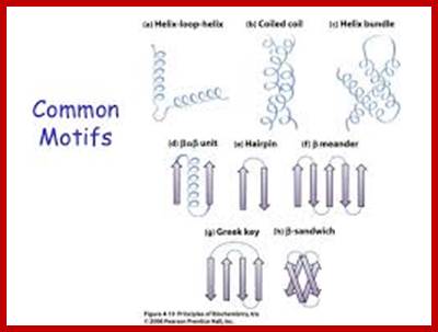 Image result for protein motifs