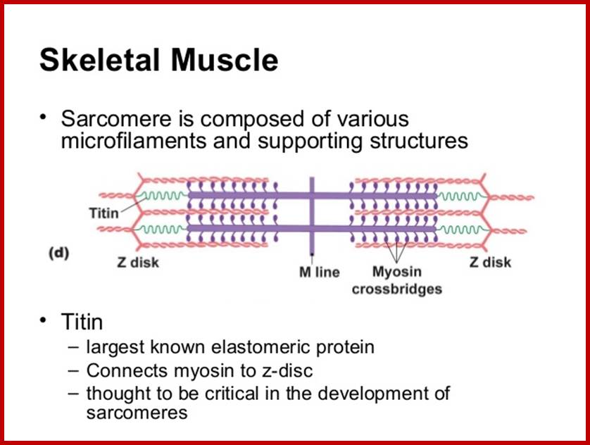 muscle-physiology-14-638
