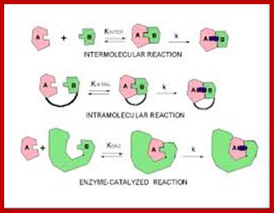Image result for Mechanism of enzyme reactions