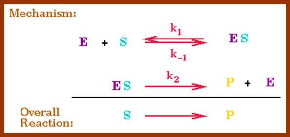 Copy of Copy of Copy of enzyme_kinetics_diagram