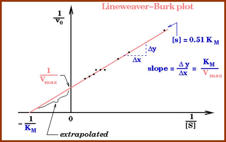 Copy of Copy of lineweaver_burk_plot