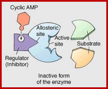 Image result for enzyme allosteric sites