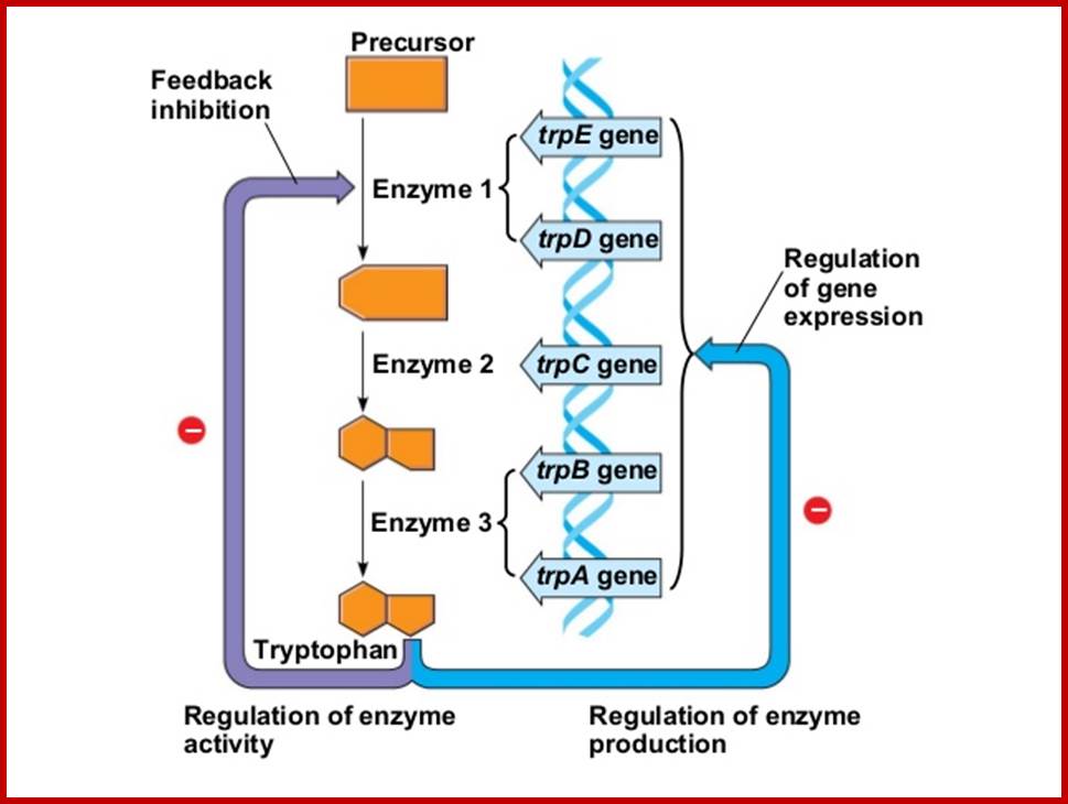 biochemistry-regulation-of-gene-expression-5-638