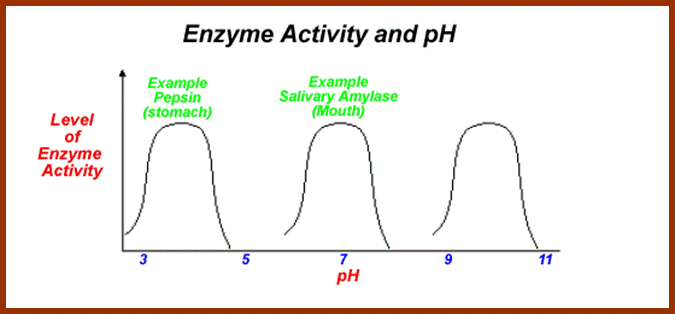 Enzymes-pH