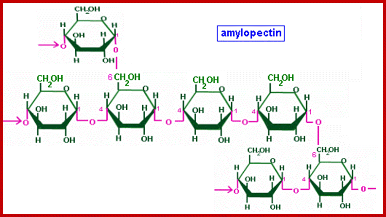  Alpha 1-6 Glycosidic Linkage