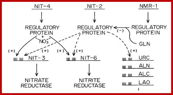 Image result for nitrogen regulatory gene, nit-2, and the pathway-specific regulatory gene, nit-4,