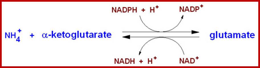 Reactions catalyzed by glutamate dehydrogenase