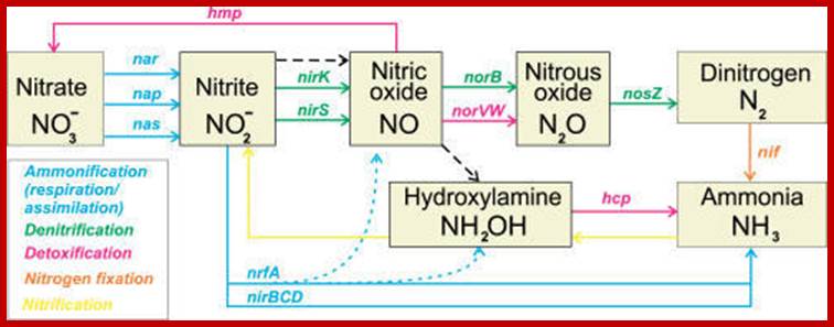 The Bacterial Inorganic Nitrogen CycleThe ammonification, denitrification, detoxification, nitrogen fixation, and nitrification pathways are shown by colored solid lines with genes names involved in the pathway. The dashed black line shows possible non-enzymatic interconversions of nitrogen oxides. The dotted line shows additional formation of NO and hydroxylamine during nitrite ammonification.