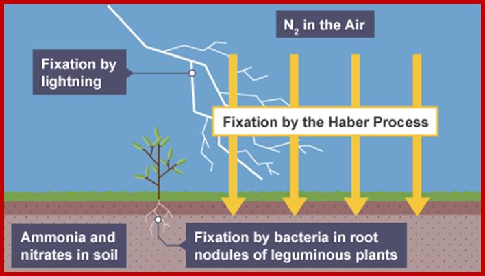 Stage one of nitrogen cycle. N2 in air, fixation by lightning and Haber Process. Arrows into soil. Fixation by bacteria in root nodules of leguminous plants. Ammonia and nitrates in the soil.
