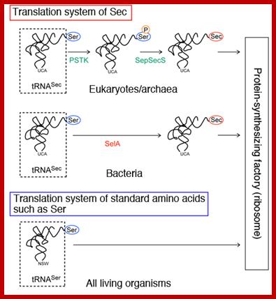 Fig. 2		Translation systems of Sec and standard amino acids
