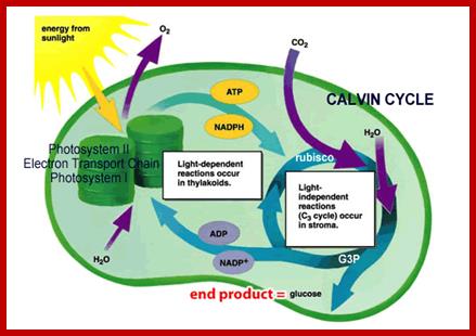 photosynthesis-overview