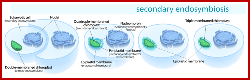 Secondary endosymbiosis consisted of a eukaryotic alga being engulfed by another eukaryote, forming a chloroplast with three or four membranes.
