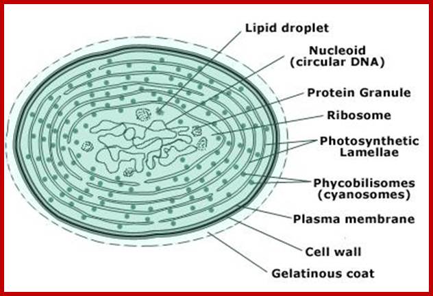 cyanobacteria-cell-structure