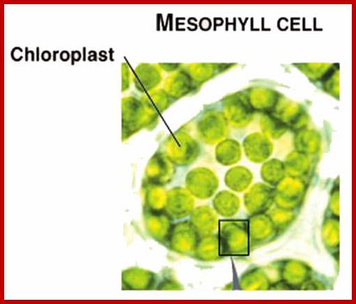 mesophyll chloplast