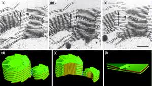 Image result for Ultrastructure of chloroplast granal lamellae