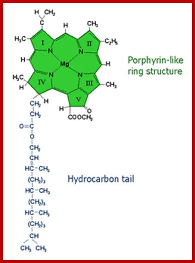 chlorophyll_a