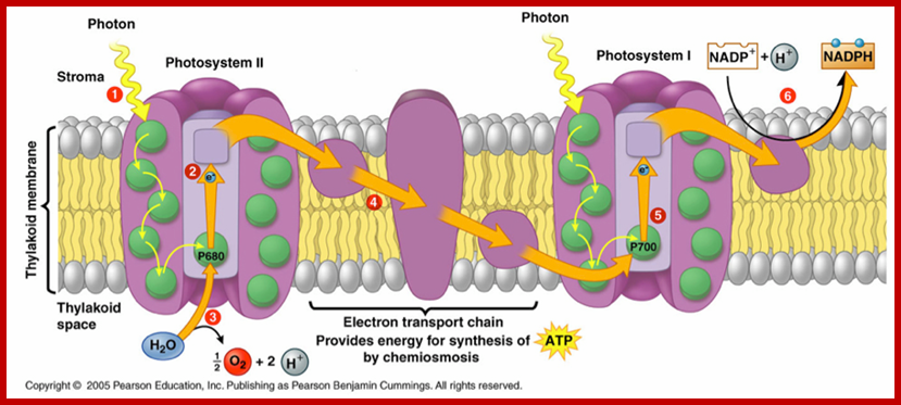 Photophosphorylation+picture