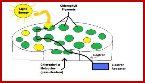 Chlorophyll_a_antenna_complex