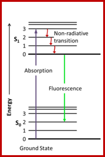 220px-Jablonski_Diagram_of_Fluorescence_Only
