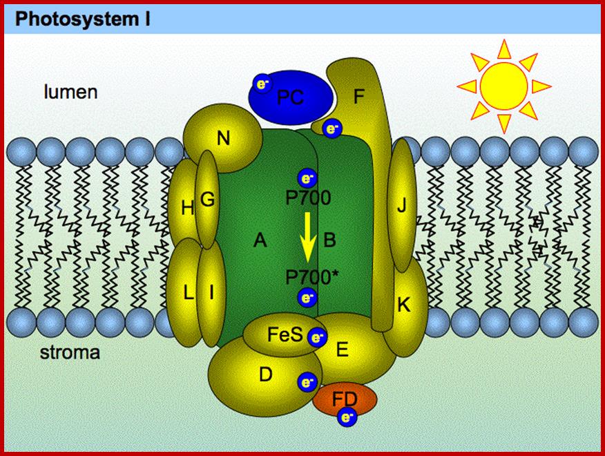http://plantphys.info/plant_physiology/images/ps1complex.gif