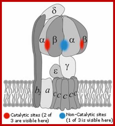 Picture illustrating the position of catalytic and non-catalytic sites