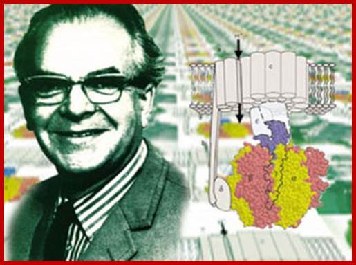 A black and white photograph of the scientist Peter Mitchell is shown alongside a schematic of ATP synthase, a membrane-bound protein complex that is found in mitochondria, chloroplasts, and bacteria. Some of the ATP synthase subunits are embedded in the membrane, and others extend into the space outside the membrane. An arrow pointing from the one side of the membrane to the other side illustrates the movement of protons.