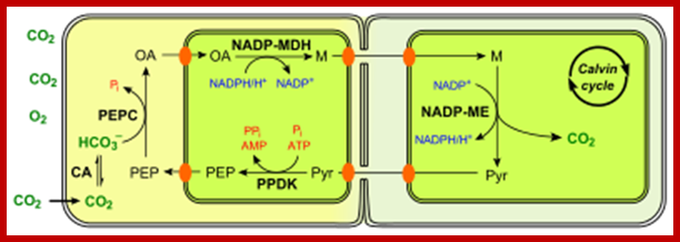 400px-C4_photosynthesis_NADP-ME_type_en