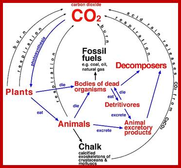 Carbon_cycle2 gud