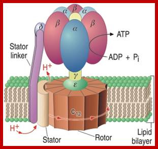 ATP synthase motor