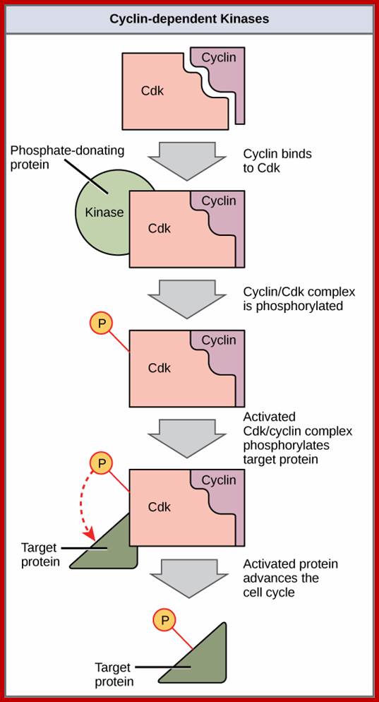 This illustration shows a cyclin protein binding to a Cdk. The cyclin/Cdk complex is activated when a kinase phosphorylates it. The cyclin/Cdk complex, in turn, phosphorylates other proteins, thus advancing the cell cycle.