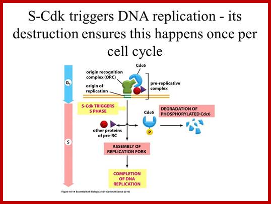 Image result for CDK protein inhibitors