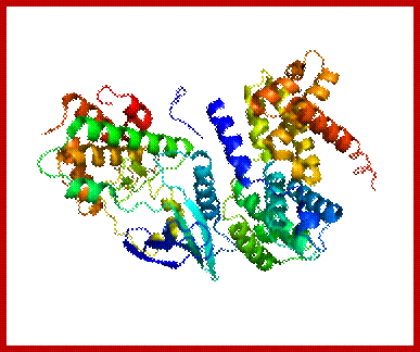 Image result for Cyclin proteins