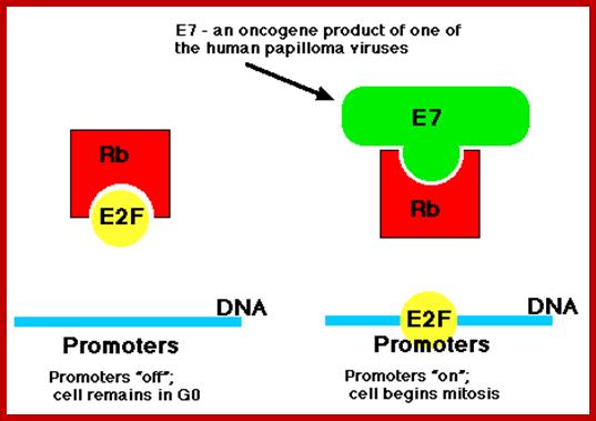 Description: http://www.biology-pages.info/E/E7_Rb.gif